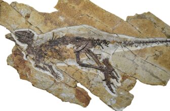 This Dinosaur In all probability Chirped Like a Fowl