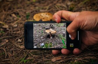 Your Nature Photographs Are Doing Extra Science Than You Assume