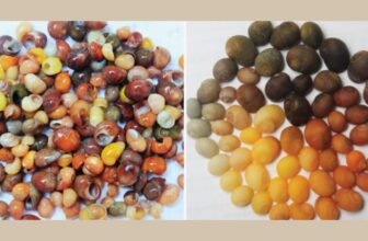 Oldest Shell Jewellery Workshop in Western Europe Dates Again 42,000 Years