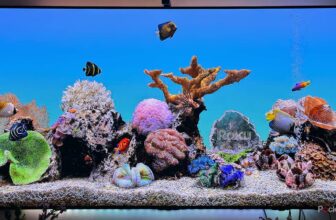 You do not want a brand new Roku; you’ll want to clear the cache