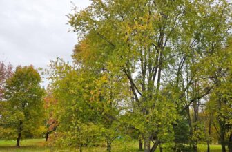 The Little Issues E-newsletter #493 – Life, laughter, and many nice meals!