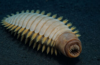 The Antarctic “Alien Worm” Is Actual — Simply Not Fairly the Monster the Web Imagined