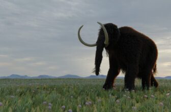 Rediscovered Fossil Redraws the Map of Woolly Mammoth Territory