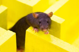 ChatGPT’s Browser Bot Appears to Keep away from New York Instances Hyperlinks Like a Rat Who Acquired Electrocuted