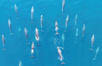 The World’s Oceans Soaked Up Report-Breaking Warmth for the ninth Straight Yr